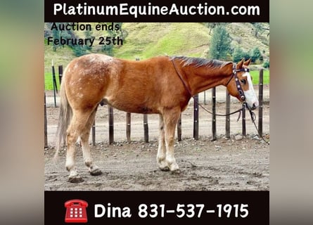 Appaloosa, Gelding, 11 years, 15 hh, Chestnut