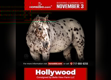 Appaloosa, Gelding, 11 years, 15,3 hh, Chestnut