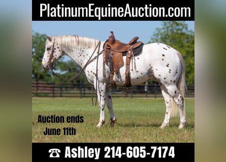 Appaloosa Mix Gelding 9 years Roan-Blue in Watson, OK