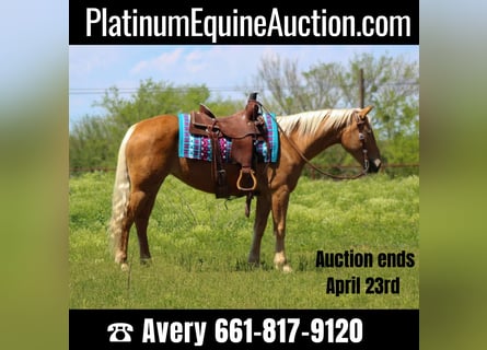Appaloosa, Gelding, 11 years, Chestnut