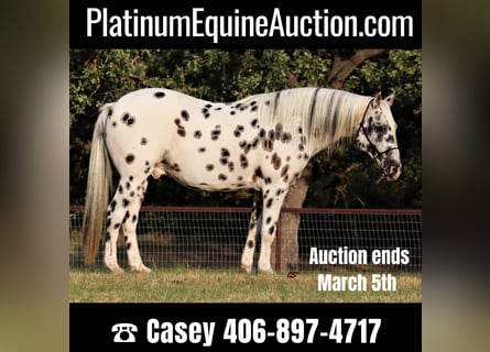 Appaloosa, Gelding, 12 years, 15 hh, White