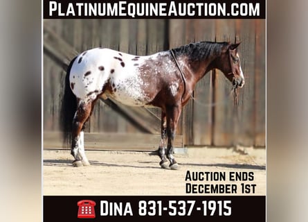 Appaloosa, Gelding, 13 years, 15,1 hh, Bay