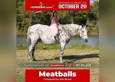 Appaloosa, Gelding, 14 years, 15 hh