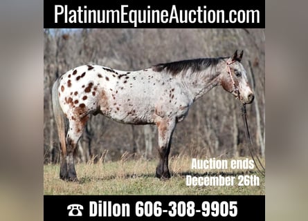 Appaloosa, Gelding, 14 years, Bay