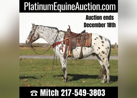 Appaloosa, Gelding, 15 years, 15,1 hh, Bay