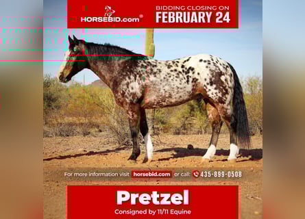Appaloosa, Gelding, 15 years, 15.1 hh