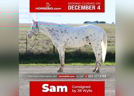 Appaloosa, Gelding, 15 years, 15.3 hh
