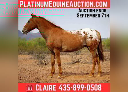 Appaloosa, Gelding, 15 years, 15 hh, Chestnut