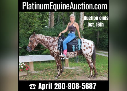 Appaloosa, Gelding, 15 years, Bay