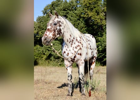 Appaloosa, Gelding, 16 years, 15,1 hh