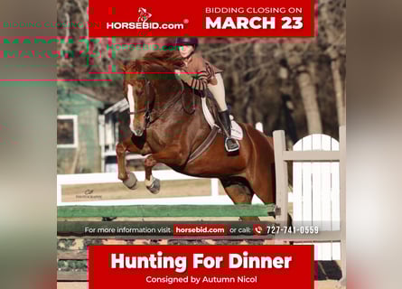 Appaloosa, Gelding, 16 years, 17 hh, Chestnut