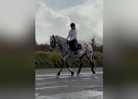 Appaloosa, Gelding, 17 years, 16 hh, Leopard-Piebald