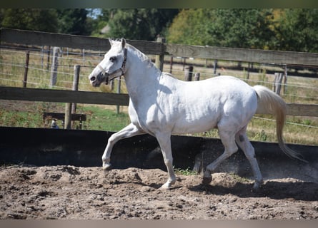 Appaloosa, Gelding, 19 years
