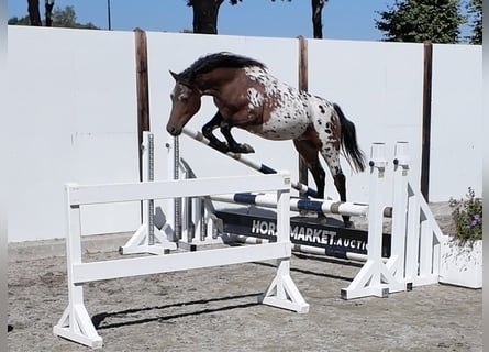Appaloosa, Gelding, 2 years, 13.3 hh, Leopard-Piebald