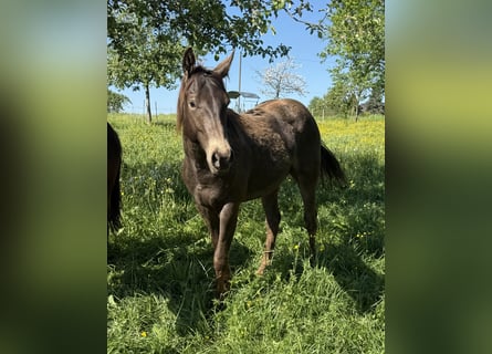 Appaloosa, Gelding, 2 years, 15 hh, Buckskin