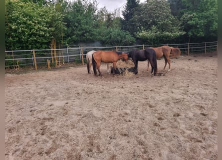 Appaloosa, Gelding, 3 years, 14,2 hh, Brown