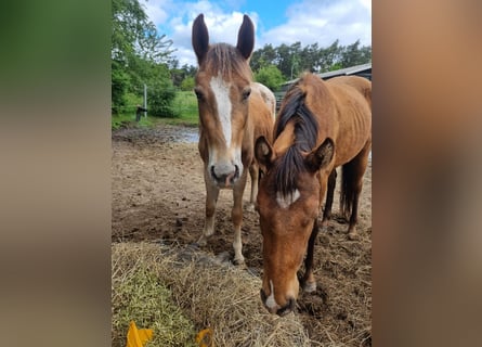 Appaloosa, Gelding, 3 years, 14,2 hh, Chestnut-Red