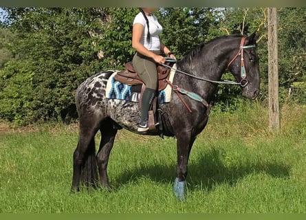 Appaloosa, Gelding, 3 years, 15.1 hh, Leopard-Piebald