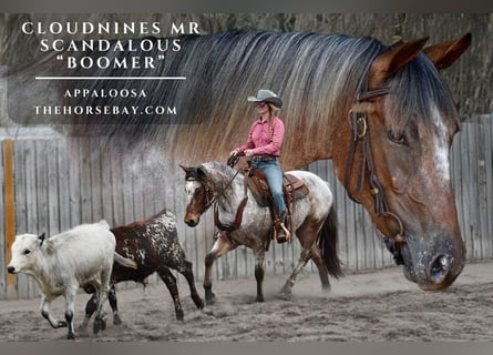 Appaloosa, Gelding, 3 years, 15 hh, Bay