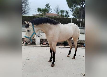 Appaloosa Mix, Gelding, 3 years, 15,1 hh, Dun