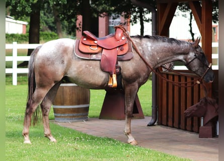 Appaloosa Mix, Gelding, 4 years, 14.3 hh, Roan-Red