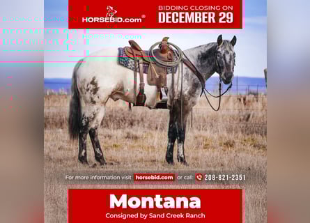 Appaloosa, Gelding, 4 years, 15.1 hh, Brown