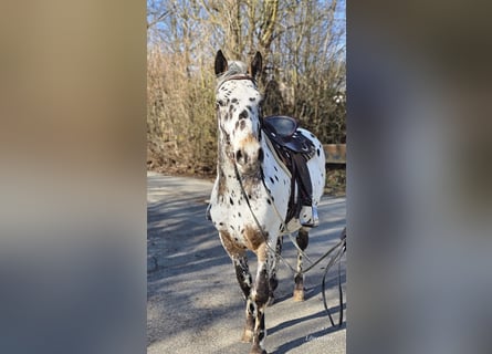 Appaloosa Mix, Gelding, 4 years, 15,1 hh, Leopard-Piebald