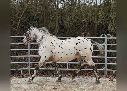 Appaloosa Mix, Gelding, 4 years, 15,1 hh, Leopard-Piebald