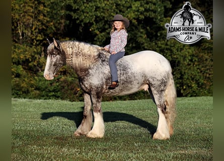 Appaloosa, Gelding, 4 years, 15 hh, Roan-Red