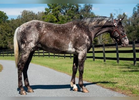 Appaloosa, Gelding, 4 years, 15 hh