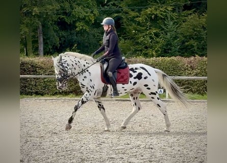 Appaloosa, Gelding, 4 years, 15,1 hh, Leopard-Piebald