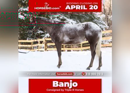 Appaloosa, Gelding, 4 years, 16 hh