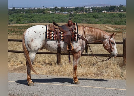 Appaloosa, Gelding, 4 years, Chestnut-Red