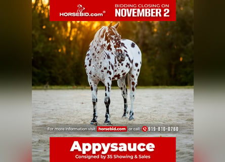 Appaloosa, Gelding, 4 years