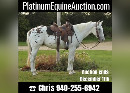White Horses for sale | ehorses.com