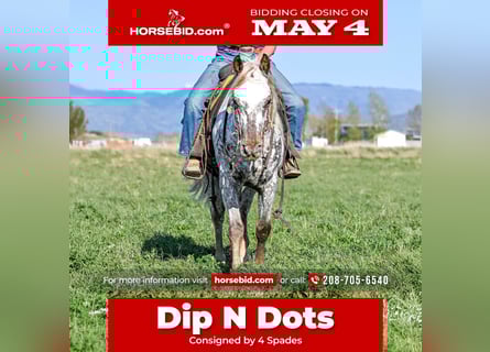 Appaloosa, Gelding, 5 years, 14 hh