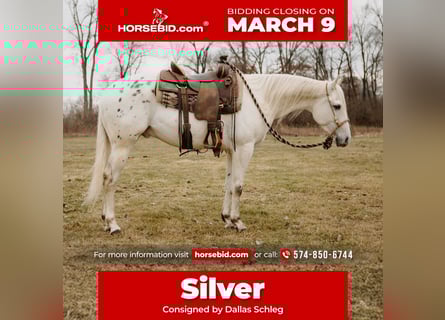 Appaloosa, Gelding, 5 years, 14,3 hh, Leopard-Piebald