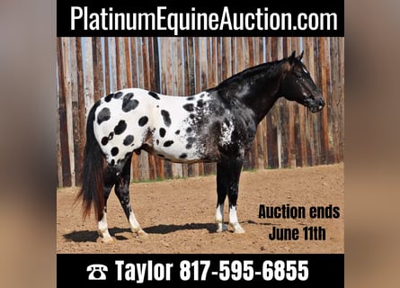 Appaloosa, Gelding, 5 years, 15.1 hh, Black