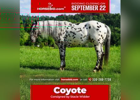 Appaloosa, Gelding, 5 years, 15 hh