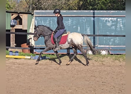 Appaloosa Mix, Wallach, 6 Jahre, 13,1 hh, White