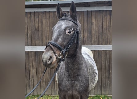 Appaloosa Mix, Wallach, 6 Jahre, 13,1 hh, White