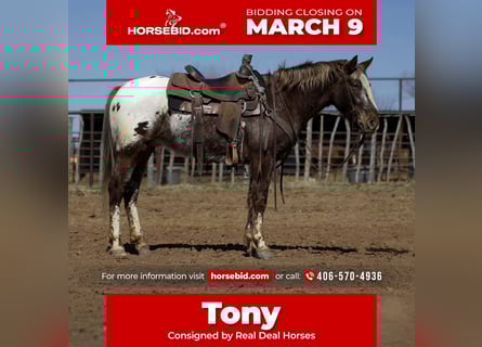 Appaloosa, Gelding, 6 years, 14.1 hh, Chestnut