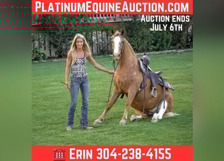 Appaloosa, Gelding, 6 years, 14.1 hh, Palomino