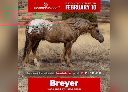 Appaloosa, Gelding, 6 years, 14,3 hh