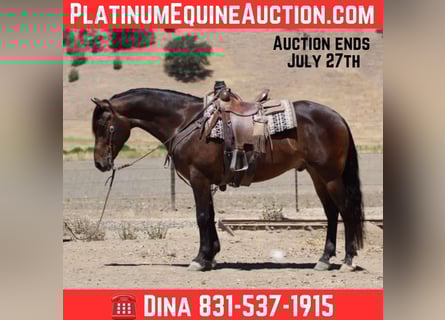 Appaloosa, Gelding, 6 years, 15.1 hh, Bay