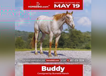 Appaloosa, Gelding, 6 years, 15 hh