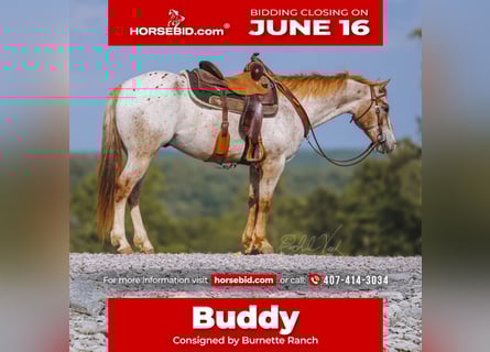 Appaloosa, Gelding, 6 years, 15 hh