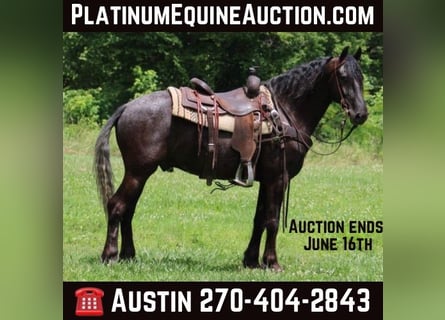 Appaloosa, Gelding, 7 years, 14,3 hh, Black