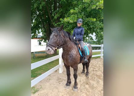Appaloosa Mix, Gelding, 7 years, 15.2 hh, Black
