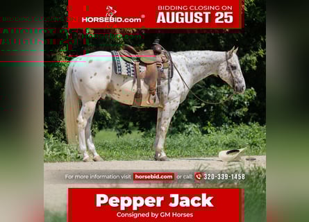 Appaloosa, Gelding, 7 years, 15 hh